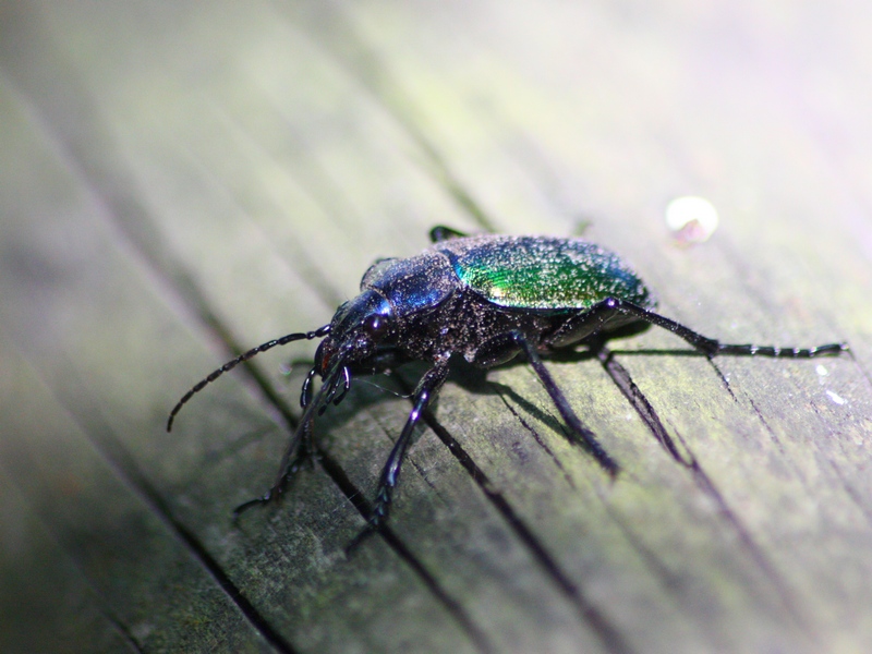 Calosoma sycophantha